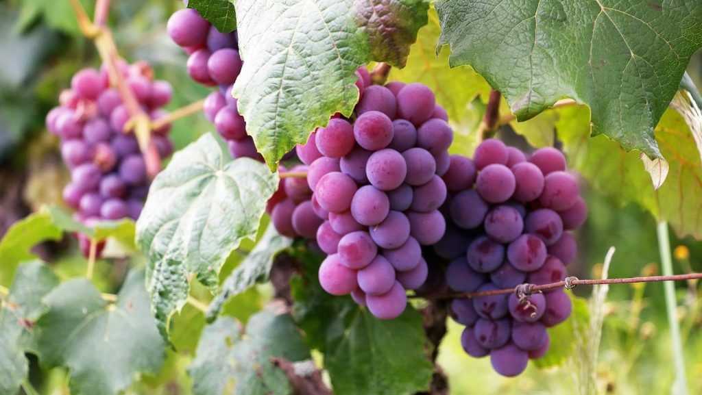 ¿Conoces todos los beneficios de las uvas?