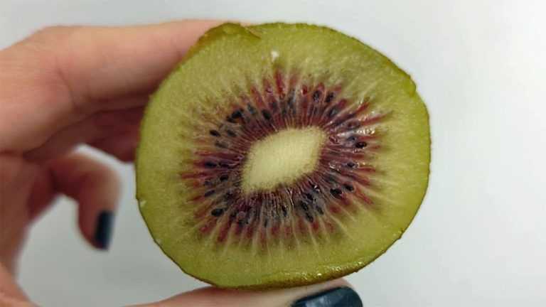 Il kiwi rosso, il frutto esotico che tutti vorrebbero provare