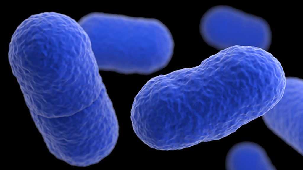 Como é que a listeria é transmitida?