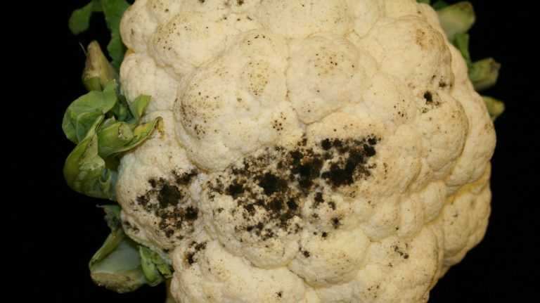 Cavolfiore con macchie nere: si può mangiare?