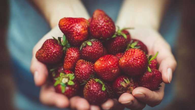 Pourquoi n'est-ce pas la même chose de manger des fruits entiers que des fruits écrasés ?