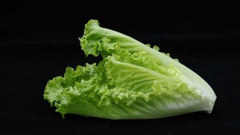 La lattuga romana: un alimento sano e versatile