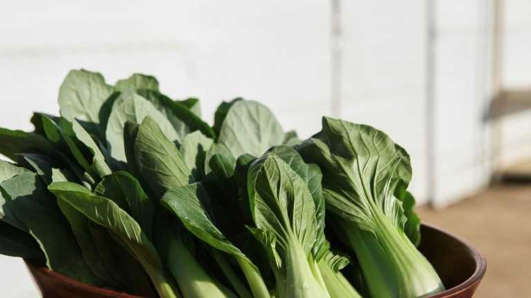 Pack choi, la col china que tiene infinidad de beneficios para la salud